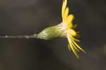 Maryland goldenaster